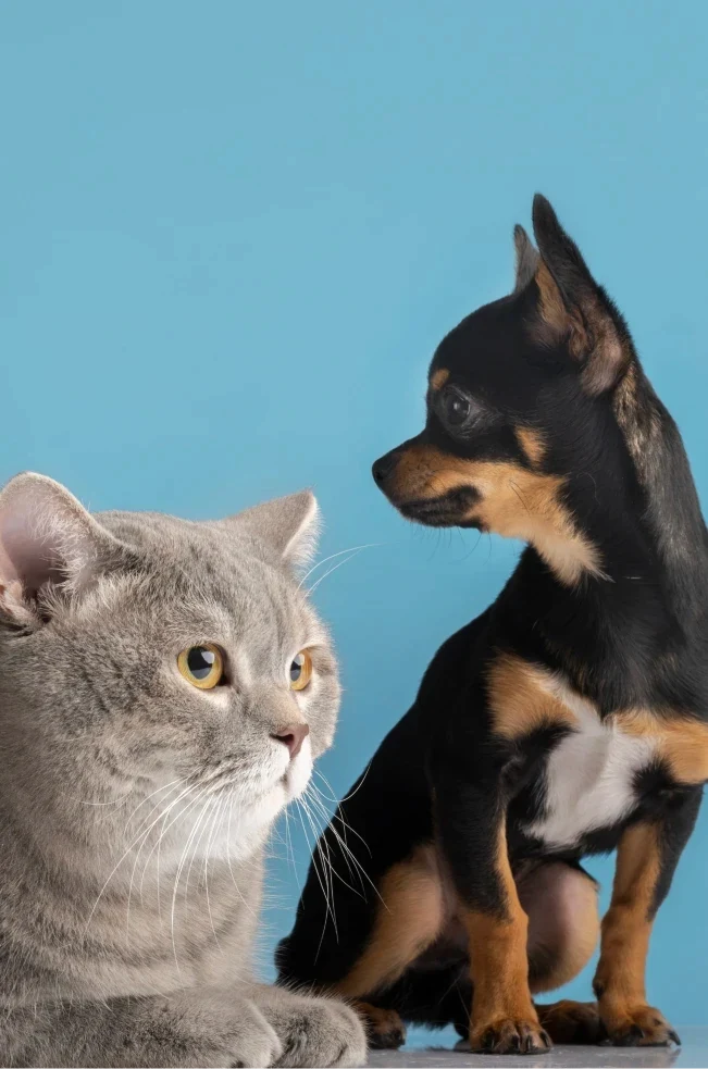 Cat and dog for pet businesses